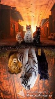 Великое берет свое начало с малого. Фото к цитате. Кошки, тигр, лев, пантера.