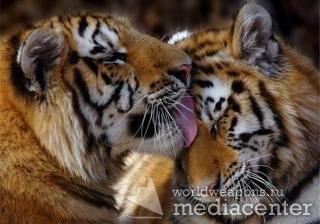 Тигр лижет свою тигрицу. Фото-цитаты. bash.worldweapons.ru